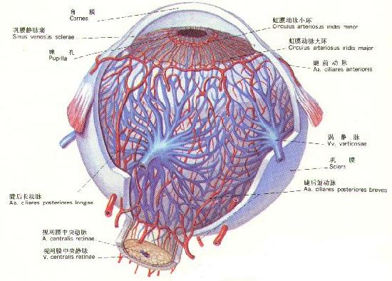 眼球的血管神经分布模式图