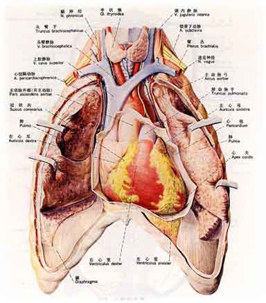 心脏的位置和外形